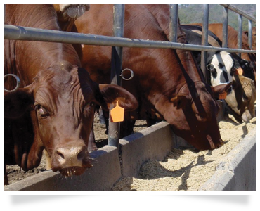 beef cattle training programs agricultural consultants