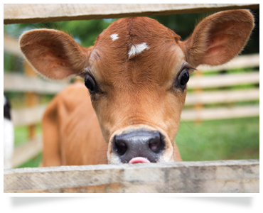 calf rearing dairy consulting training agricultural consultants