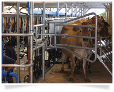 dairy consulting dairy farming training agricultural consulting
