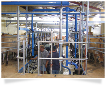 dairy consulting dairy parlor construction agricultural consulting