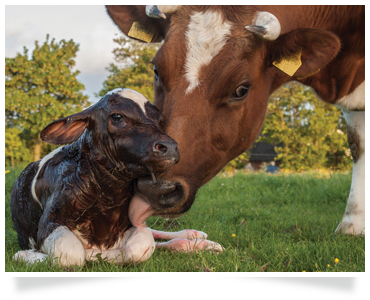 dairy training agricultural training dairy consultants