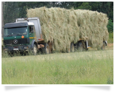 erogrostis bales crop planting agricultural consulting