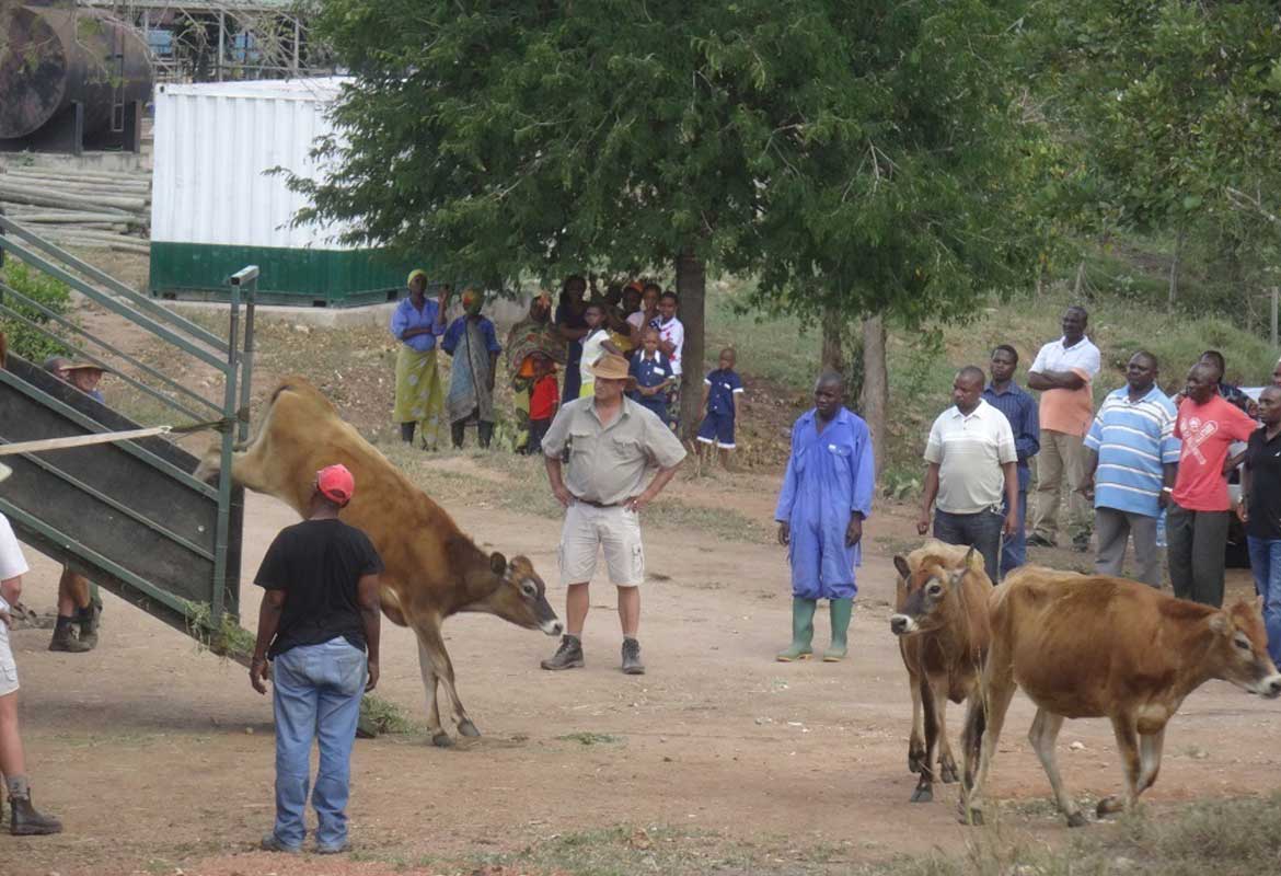 Livestock Arriving