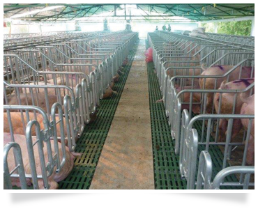 pig training agricultural courses agricultural consulting