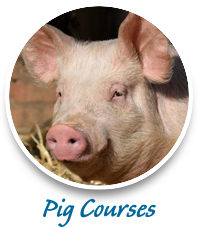 pig training agricultural courses consulting