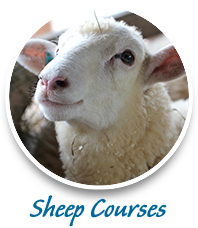 sheep training agricultural courses consulting