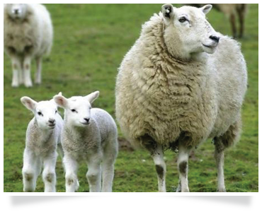 sheep training agricultural courses agricultural consulting