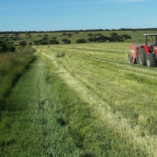 Eragrostis Harvest