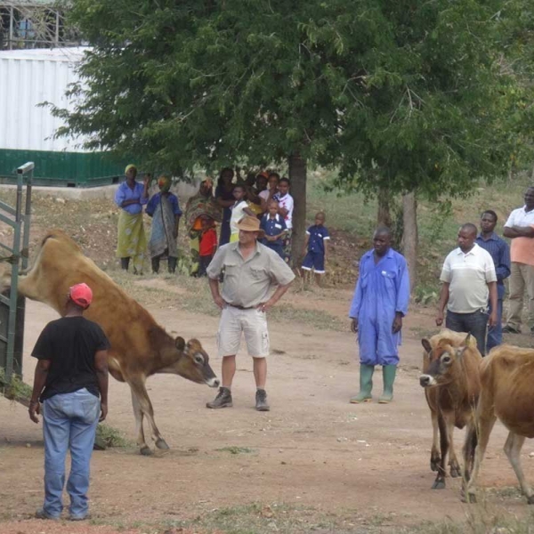 Livestock Arriving