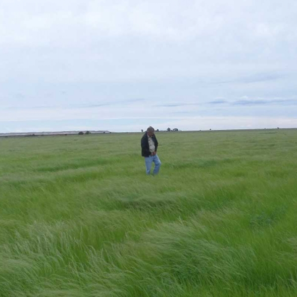 Teff Lands