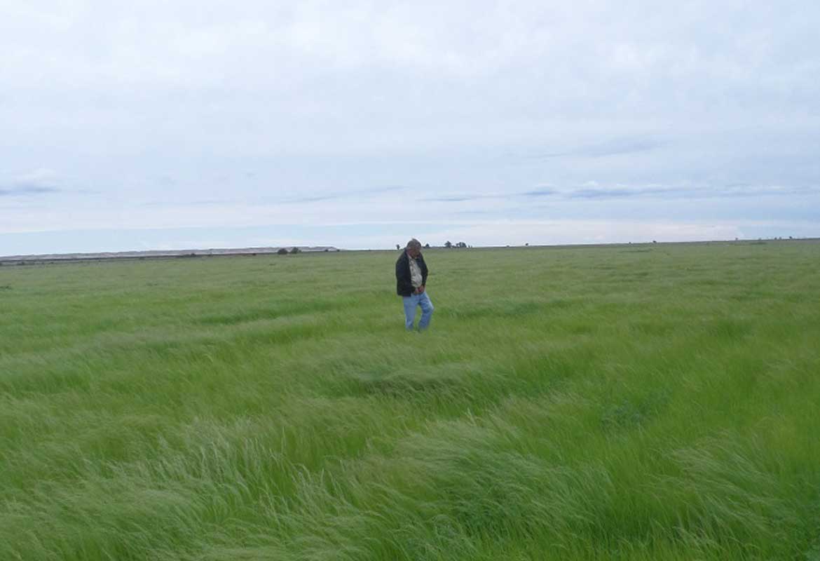 Teff Lands